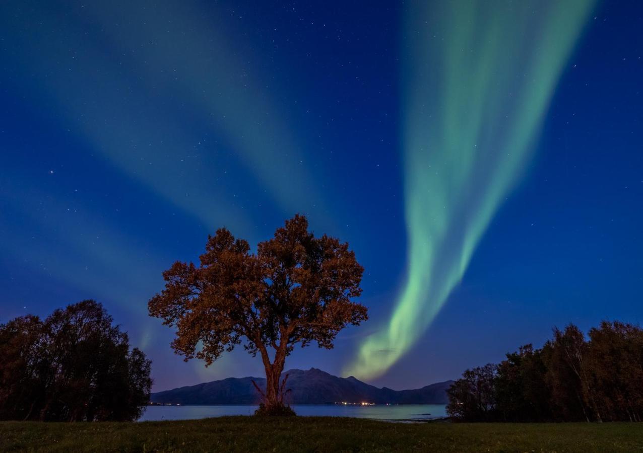 Arctic Garden Hotel Lodingen Buitenkant foto
